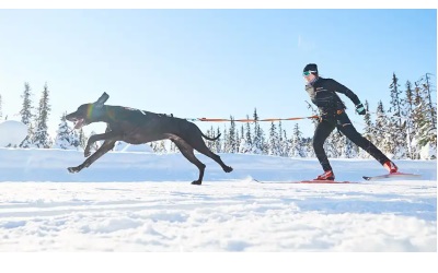 Non Stop Dogwear Løype Belt für Skijöring